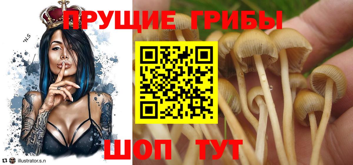 Псилоцибиновые грибы мицелий Советская Гавань